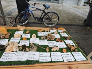 Mushroom exhibition during the old vine festival